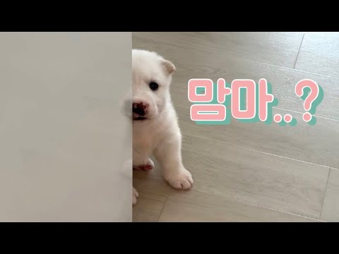 맘마 오픈런하는 강아지