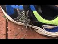 Large Huntsman Spider Crawls Out Of Child S Shoe