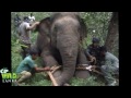 huge-elephant-captured-from-ulhitiya-02-01-2017
