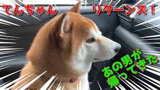【京の柴犬】てんちゃんリターンズ！！　太郎の犬モノガタリ第469話