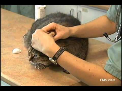 comment nettoyer les oreilles d'un chat qui a la gale