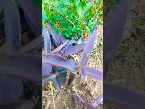 , title : 'Purple Heart (Tradescantia pallida) plant #beautifulplant #hangingplant #youtubeshorts'