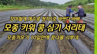 콩 심는시기 심는방법 메주콩 서리태 청자5호 [콩재배방법]