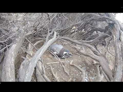 A Pipo se le caen muchas plumas 26/3, Pingüino Magallanes, Tova Chubut, Rewilding Arg Patagonia Azul