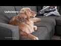 Rankinis dulkių siurblys Bissell Pet Hair Eraser
