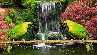 Download lagu TERAPI/MASTERAN CUCAK IJO MACET BUNYI STRES & TROTOL BAHAN HUTAN 100% AMPUH mp3