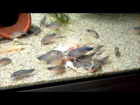 Corydoras similis and L144 eating fd tubifex