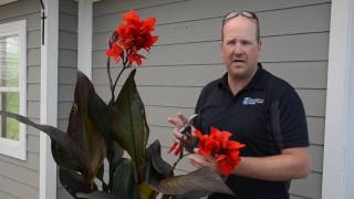 Quick Tip  Caring for Cannas ❤️ || West Coast Gardens