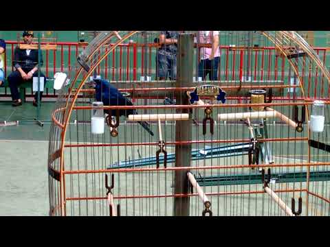 1° Encontro dos criadores apaixonados por Azulão em Itaúna - MG