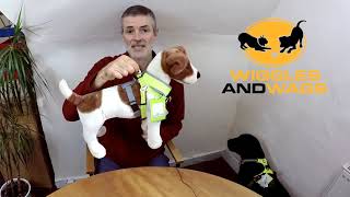 Which Dog Harness Is Best For My Dog