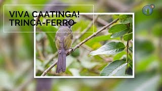 Miniatura do vídeo