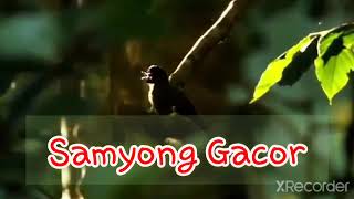 Download lagu Samyong Gacor Di Alam Liar. mp3