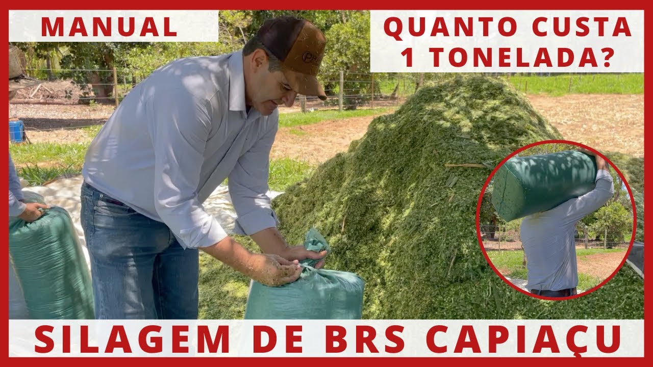 QUANTO CUSTA PARA PRODUZIR 1 TONELADA DE SILAGEM DE BRS CAPIAÇU MANUALMENTE
