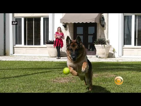 Millionaire Dog Gunther VI Selling Miami Mansion Once Owned By Madonna For Nearly $32 Million