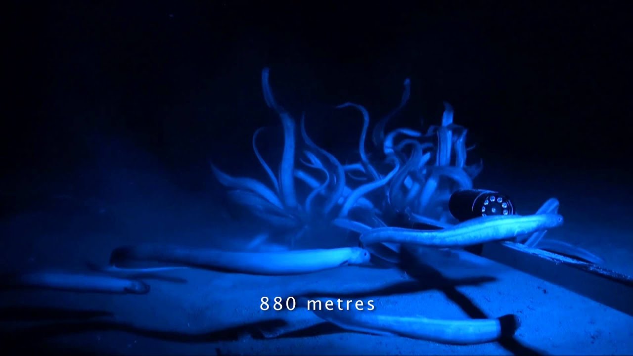 Living on the Ocean Floor