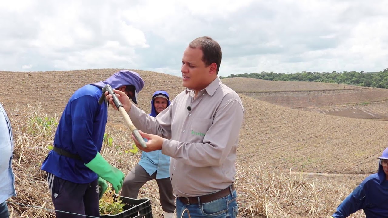 Caetex mostra como é realizado o plantio de eucalipto