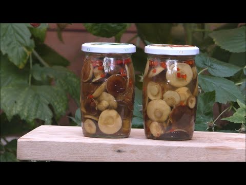 Pickled bay boletes without mucus (a recipe you don't know) MUSHROOM PICKING 2021