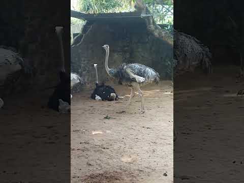 Ostrich Walk 😍 #funny #srilanka #shorts