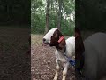 Screaming Goat