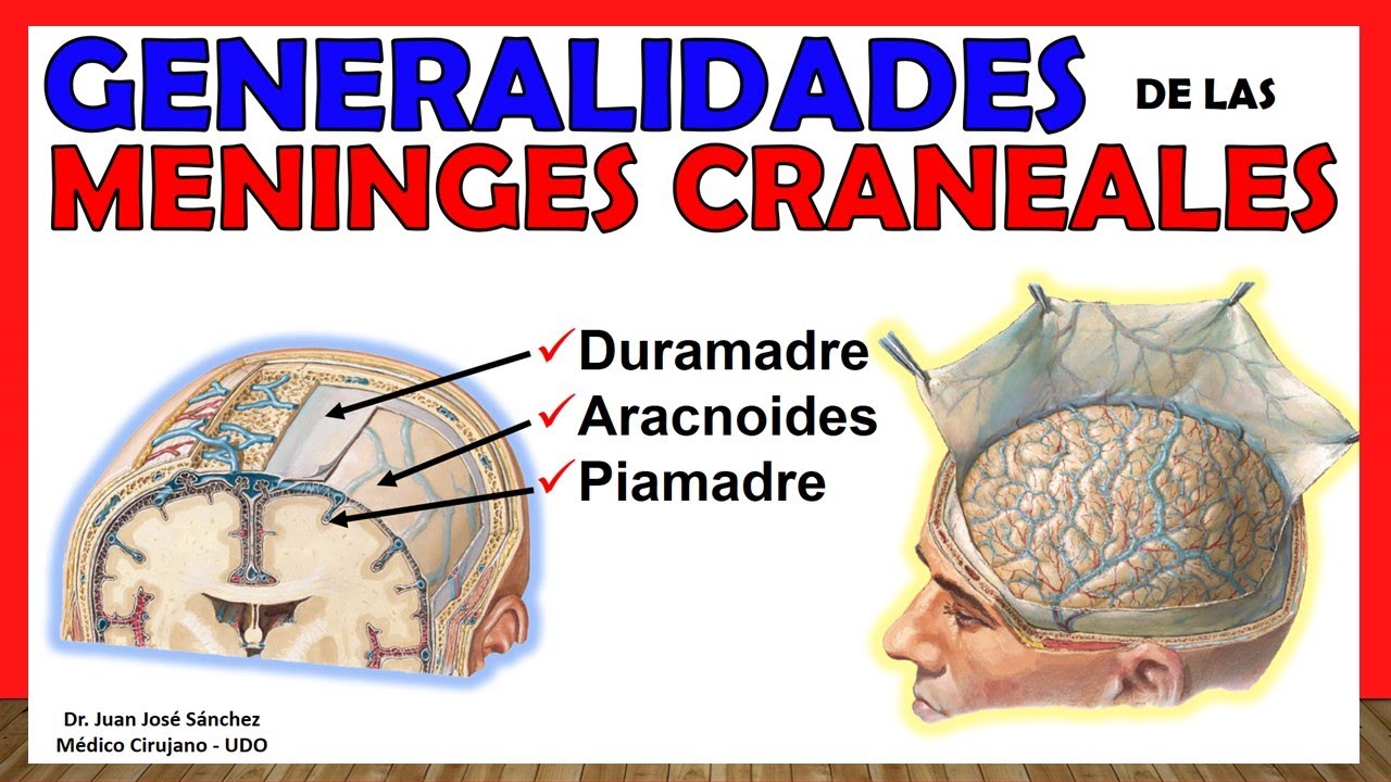 🥇CRANIAL MENINGES - Generalities- (Duramatre, Arachnoids, Piamadre) Simple Explanation!