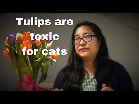 Tulips are toxic for cats