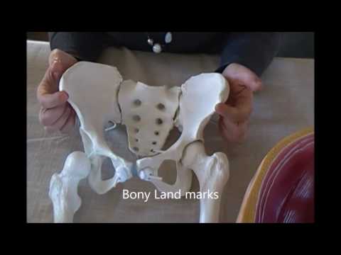 intro pelvic anatomy