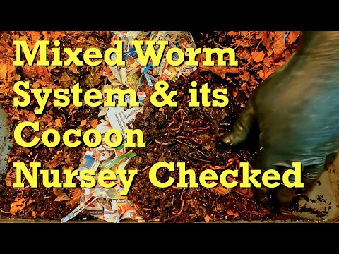 61-day mixed worm bin fed & 47-day cocoon nursery checked - vermicomposting