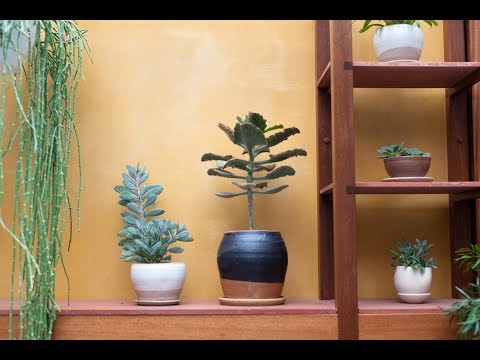 Best Plant Shops in Williamsburg, Brooklyn — Plant One On Me — Ep 037
