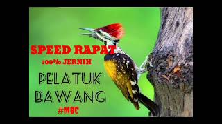 Download lagu Suara Burung Pelatuk Bawang speed Rapat Audio  100% Jernih mp3