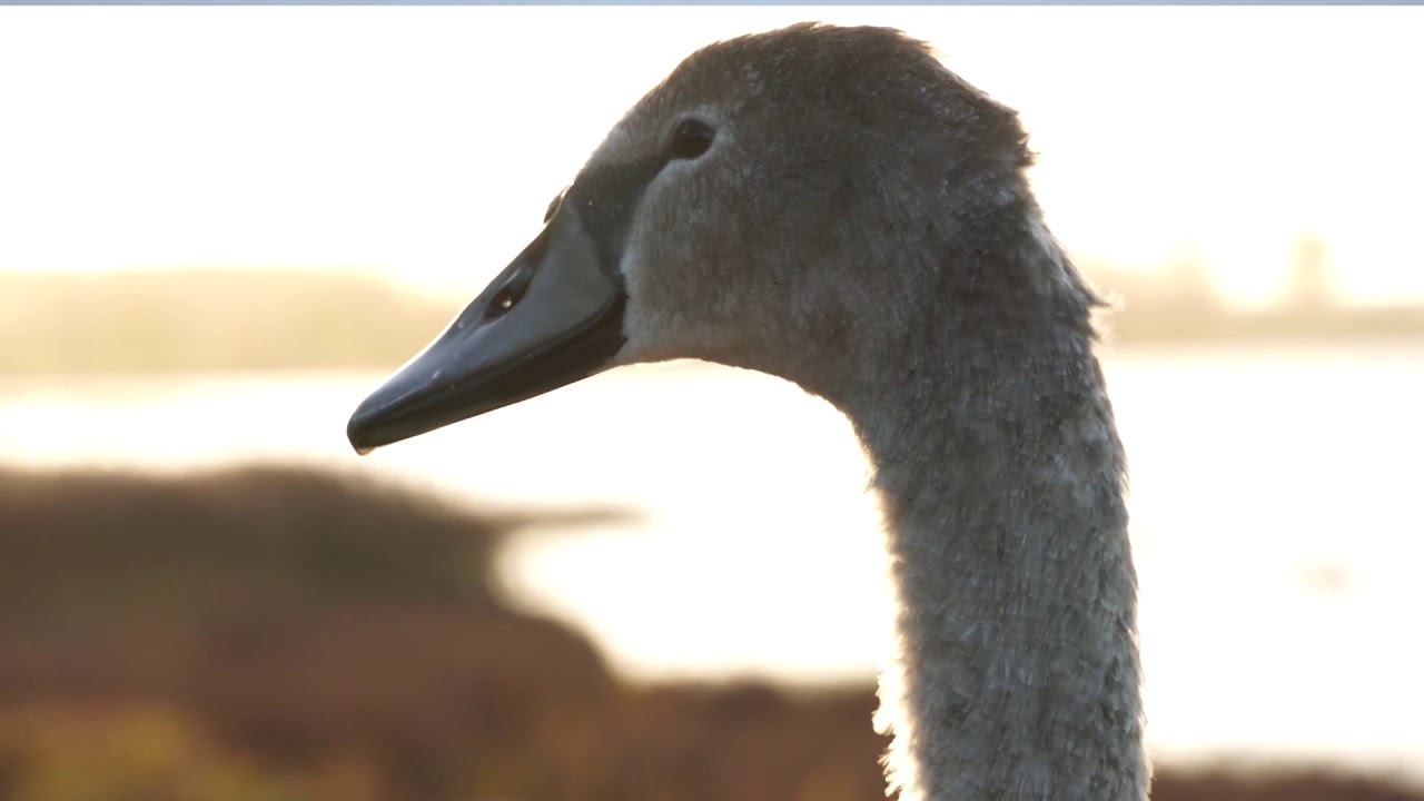 Ūdensputnu iepazīšanai sagatavots 20 sugu noteicējs jaunajiem putnu vērotājiem