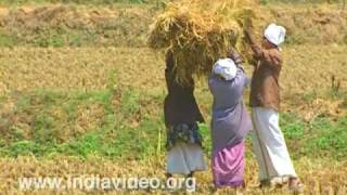 Paddy harvesting at Nenmara village