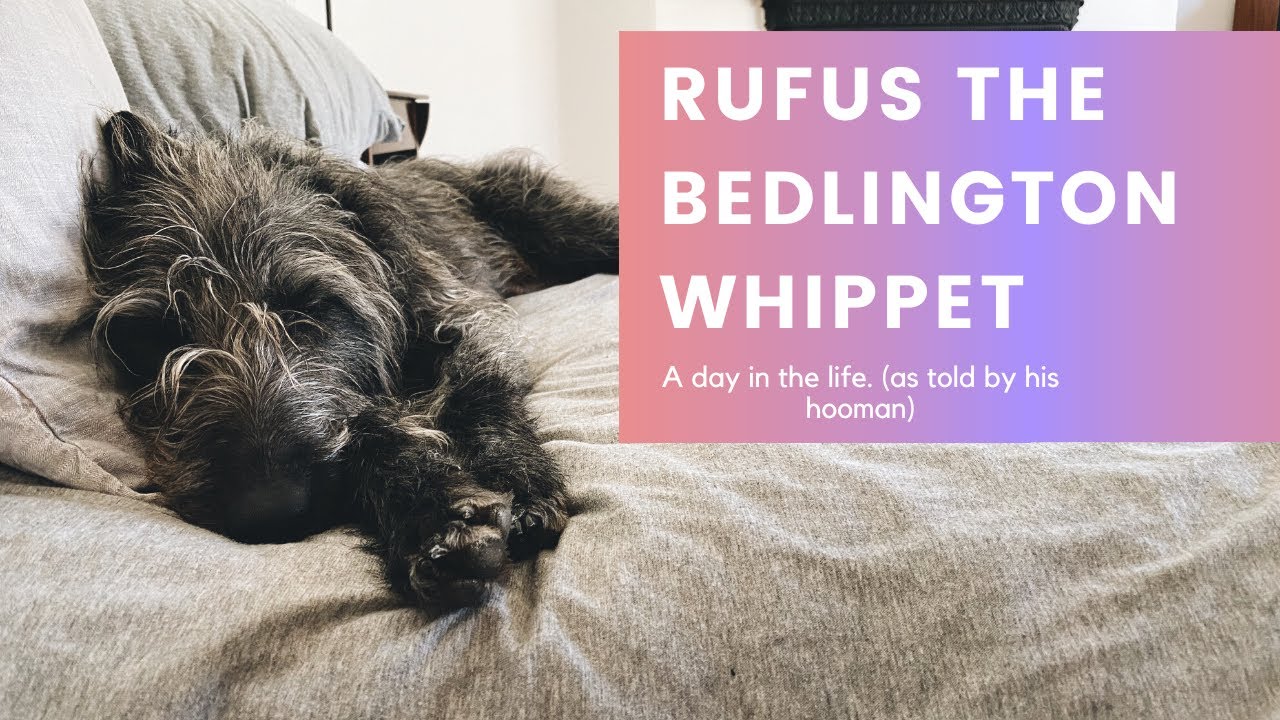 Bedlington Whippet - A day in the life of Rufus