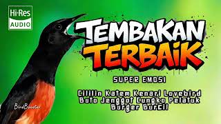 Download lagu AUTO EMOSI!! KRETEKAN KASAR NEMBAK ISIAN MURAI BATU JUARA!! mp3