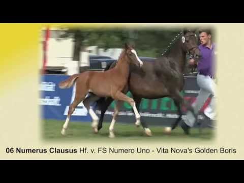 Auktionsfohlen Nr. 06 Numerus Clausus