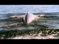 Blue Whale