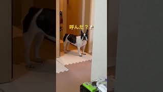 呼んだ？🐶#shorts