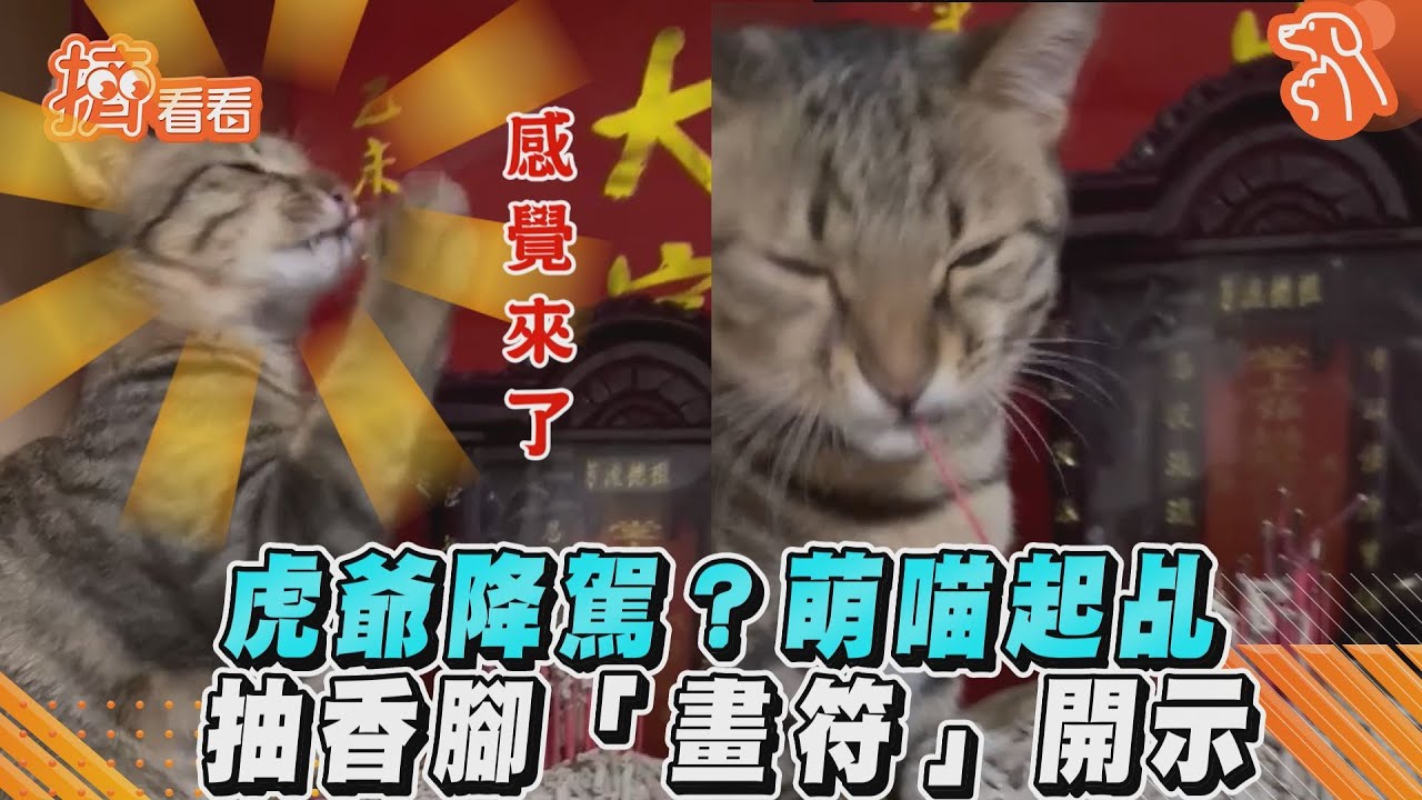 影音/虎爺降駕?萌喵起乩 抽香腳「畫符」開示