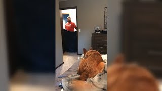 This Dog Was Really Concerned About His Owner (WhatTheFluffChallenge)