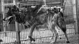 Ludwig Hirsch - Der Wolf