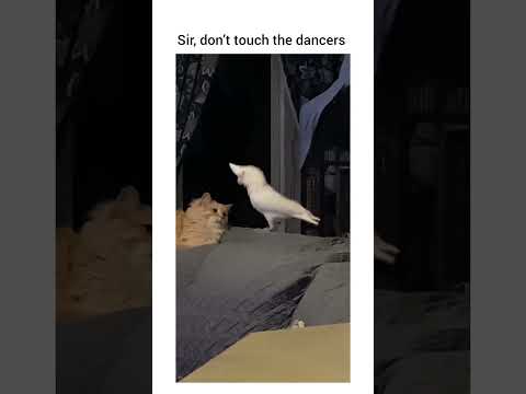 Your bird is on beat?!?!