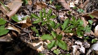 How to identify Ginseng Just Coming Up / Wild Edibles, Medicinal Plants