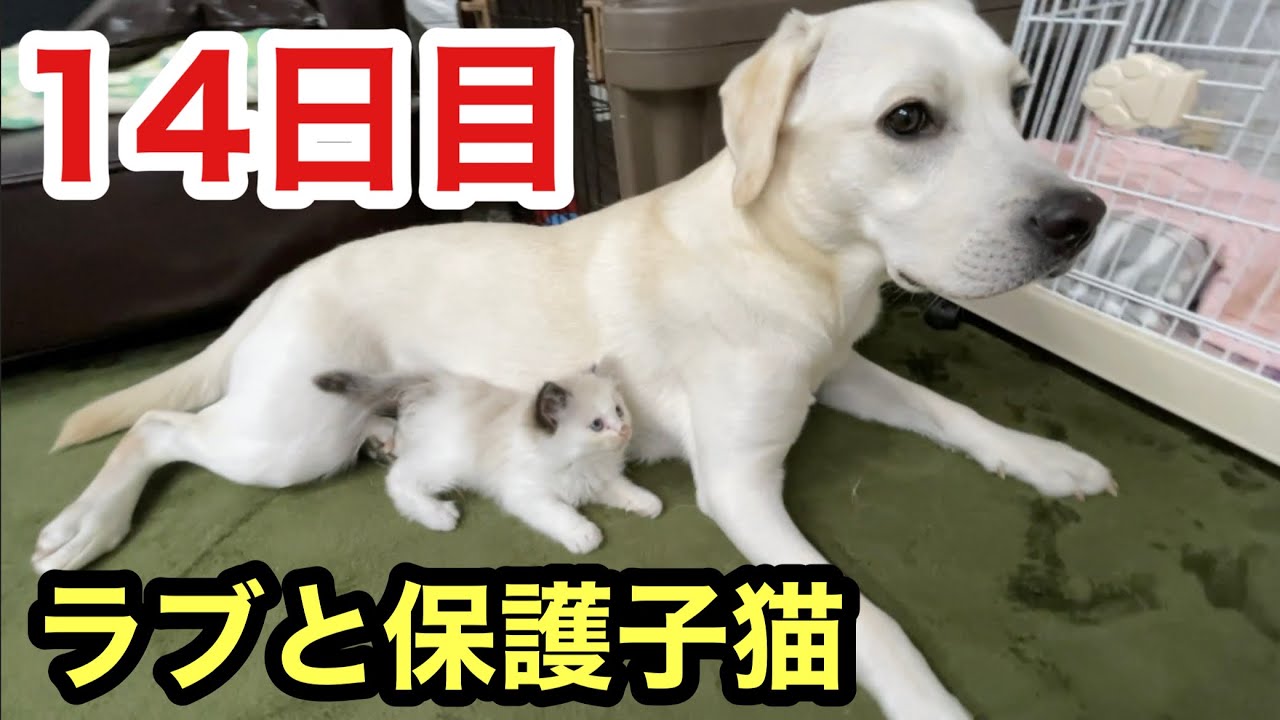 野良の子猫を救ったラブラドールたちとの3人生活が14日目になりました