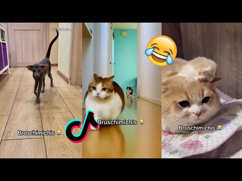 BRUSCHIMICHIS😹💗 1 hora de risa🐈💕! // #bruschimichis #humor #8