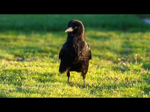 My New Crow Buddy, Meet "Chicken Head"