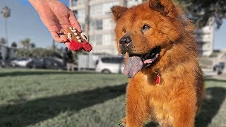 Homeless Senior Dog Tries a Cookie for the First Time - Amazing Reaction to Holiday Dog Cookie