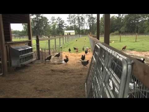 Southeast Georgia Farm Earns Following For Their Grass Fed Beef