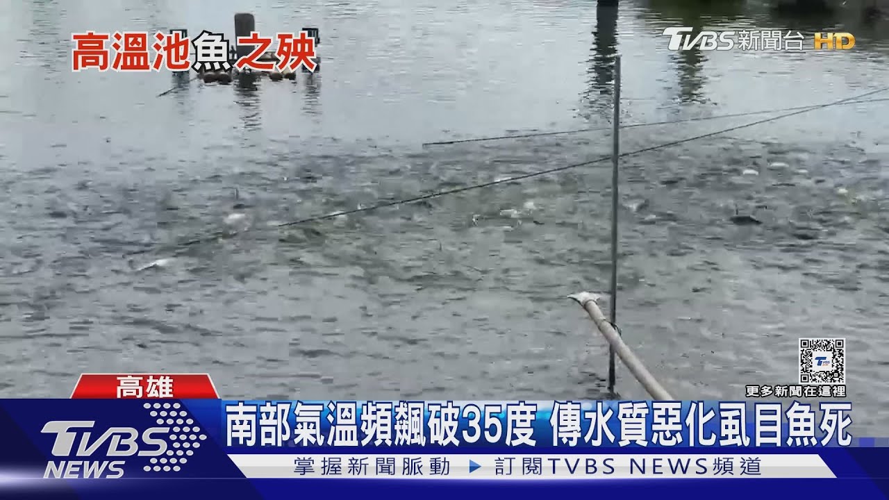不只人難受!氣溫頻飆破35度 南部虱目魚死、西瓜長不大