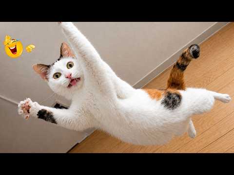 Best Cat Moments 🐈 | TRY NOT TO LAUGH – FUNNY Cat FAILS Compilation 😹😂