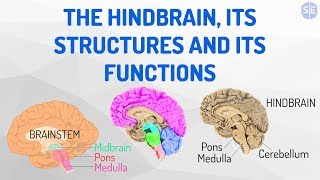 [Psychology] The Nervous System #04: The Hindbrain, Its Structures And Its Functions