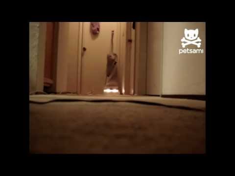 Kittens scatter when vacuum turns on